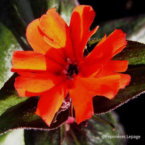 3 Lychnis hybride d'Arkwright (Silene x arkwrightii)