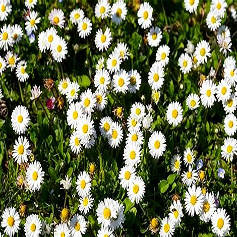 Lot de 2000 graines de pâquerette, Fleurs pour jardin et massif – Faciles à cultiver (1/3)
