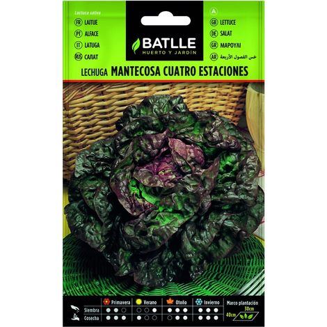Semillas de Lechuga Mantecosa cuatro estaciones sobre