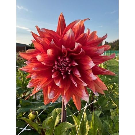 Spectacle de couleurs de dahlias  1 pièce  tubercules de dahlias (1/2)