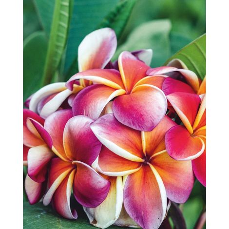 Plumeria Gina pot 20 cm H60 – Plante tropicale ornementale parfumée