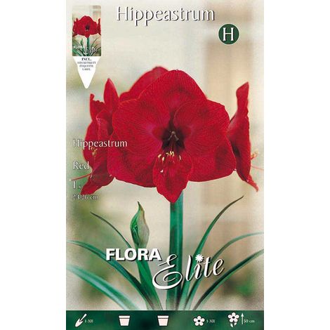 AMARYLLIS HIPPEASTRUM ROSSO (CONFEZIONE DA 1 BULBO)