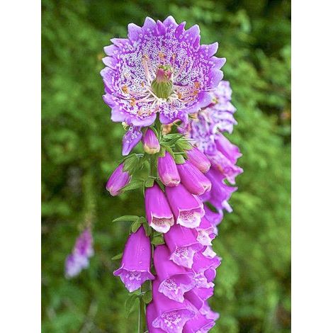 Digitale, Gant de Notre dame 'Monstrosa Campanulata' Godet de 8/9 cm (1/4)
