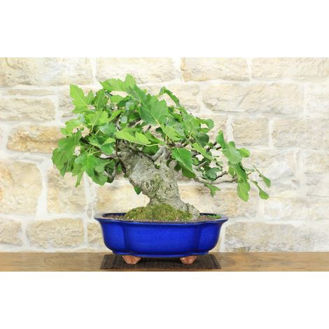 Bonsai di Fico (77)