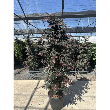 LOROPETALUM CHINENSE PIRAMIDE 40 FEDE