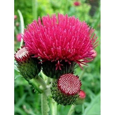 Cirse des rives 'Atropurpureum' Godet de 8/9 cm