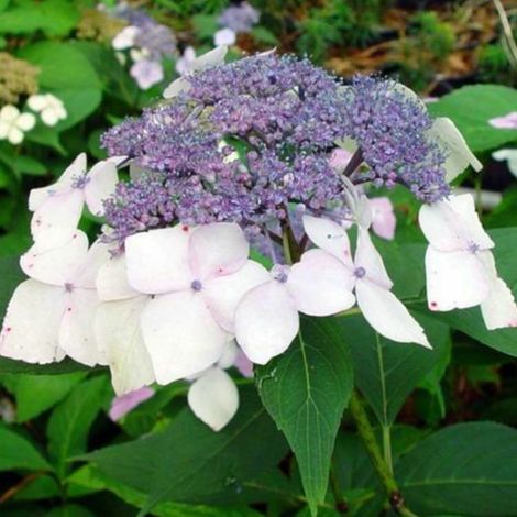Hortensia  - Hydrangea 'Mariesii Perfecta'  - 25-30 cm pot