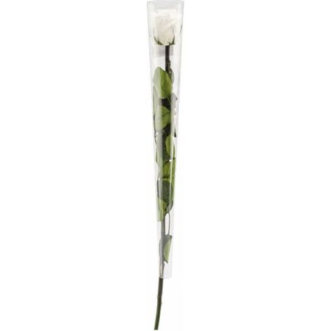 Rose en tige stabilisée Coloris blanc