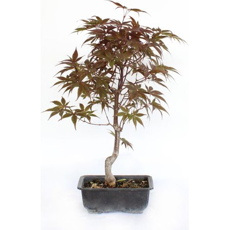 Bonsai Acer Momiji - Bonsai di Acero Giapponese - H 40-50 cm Vaso Ø 18 cm (1/3)
