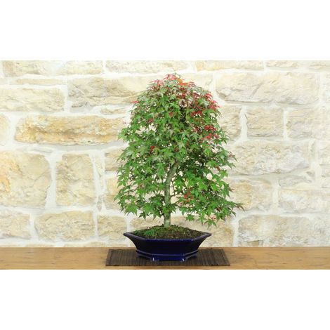 Bonsai di Acero Palmato Deshojo (86) (1/5)