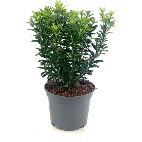 Evonimo "Euonymus japonicus Microphyllus" Pianta in vaso ø18 cm h 20/30 cm (1/5)