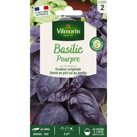 Basilic Pourpre Vilmorin