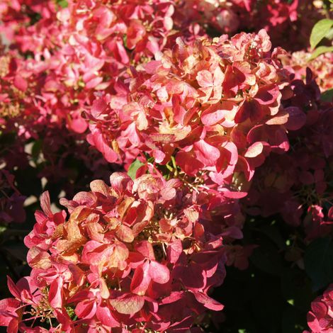 Hortensia paniculata diamant rouge - Hydrangea paniculata diamant rouge Pot 3L (1/2)