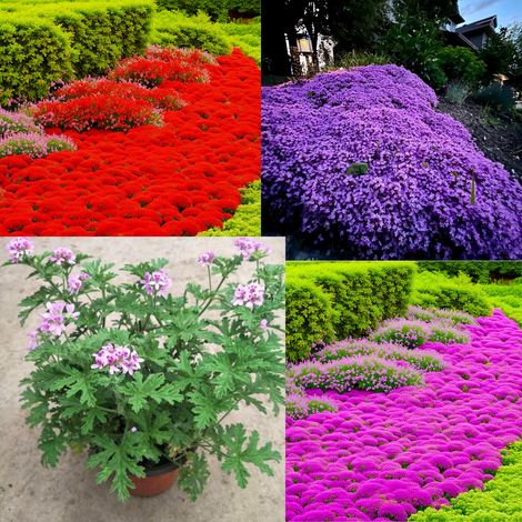 20.000 Samen rosa Thymian + 20.000 Samen roter Thymian + 20.000 Samen violetter Thymian + 1.000 Samen Zitronengras — Für die Aussaat im Freien