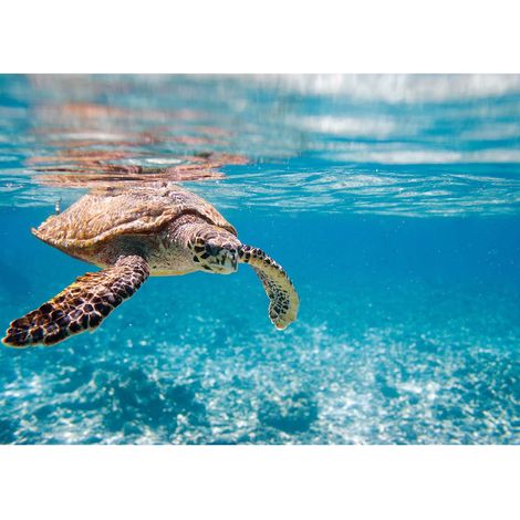 Tableau tortue pour salle de bain | Tableau bord de mer animal pour couloir | Tableau sur toile été turquoise pour chambre enfant 0,7 x 0,5 m (1/2)