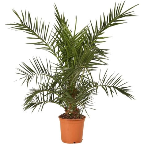 Palmier des Canaries Phoenix canariensis 100/120cm Pot 5L