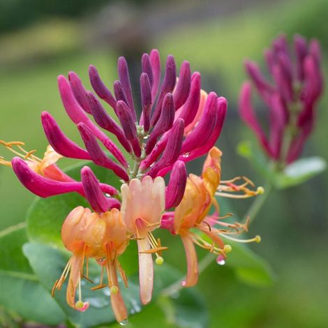 Lonicera Heckrottii American Beauty in vaso da 16cm (1/2)