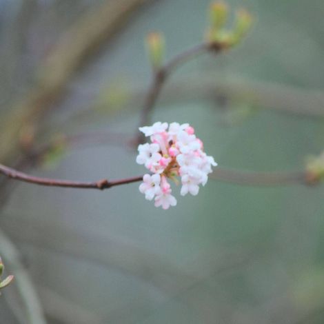 Viorne d'hiver Charles Lamont, Viburnum/Pot de 3L - 40/60 cm (1/2)