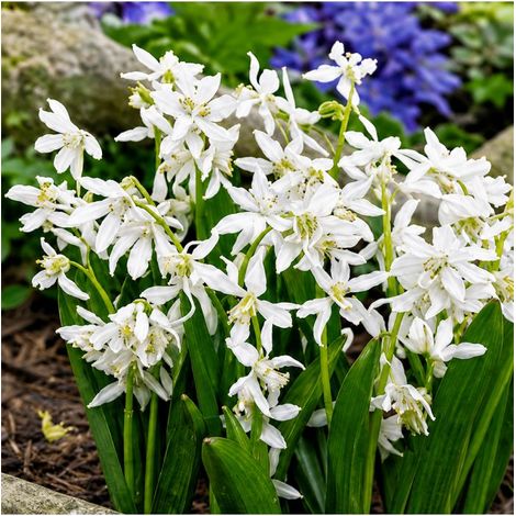 Scilla Sibirica Alba Sgaravatti 12 bulbes blancs, floraison printanière délicate idéale en massif et sous-bois - 618015 (1/3)