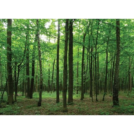Forest, photo murale intissée, 155x110 cm, 1 part (1/3)