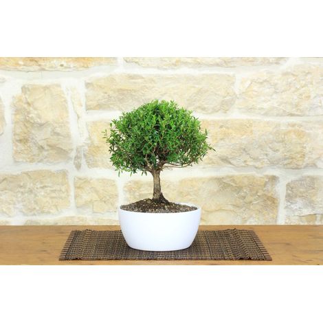 Bonsai di Mirto in ciotola bassa (1/4)