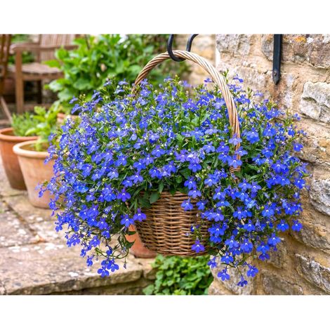 Graines de lobélia bleu – Lot de 2000 graines, fleurs décoratives pour pots, paniers et jardin, culture extérieure facile (1/5)