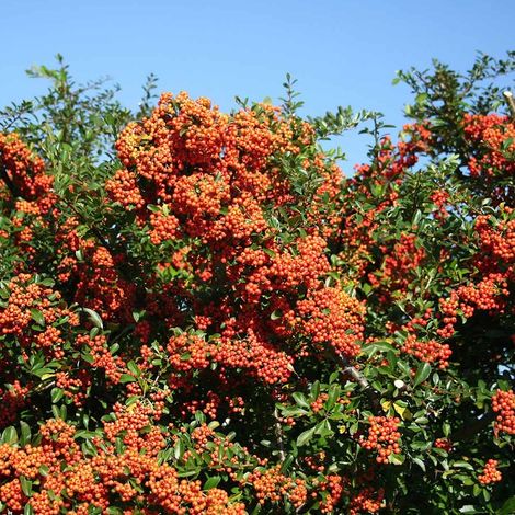 Piracanta arancio scuro "Pyracantha coccinea Mohave" Agazzino pianta da siepe sempreverde in vaso ø8 cm bio h 40/70 cm (1/5)