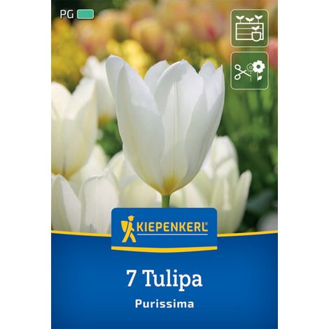 Kiepenkerl Herbstblumenzwiebel Fosteriana-Tulpe Purissima 7 Pflanzen (1/2)