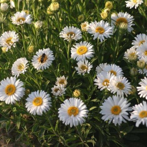 Aster de printemps Albus/Godet - 5/20 cm (1/2)