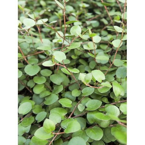 Muehlenbeckia 'Sealand Compact' Godet de 8/9 cm (1/2)