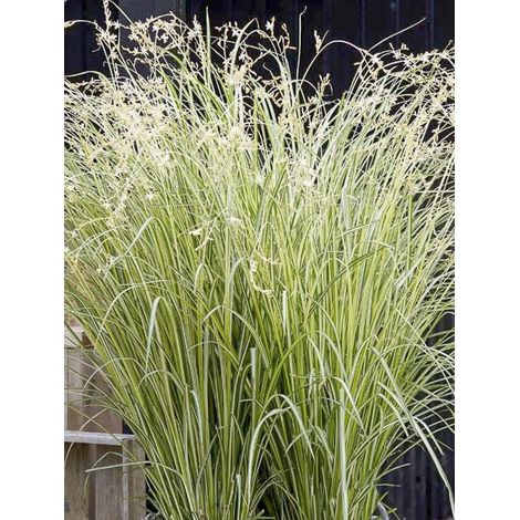 Phalangère 'Starlight' Godet de 8/9 cm (1/2)