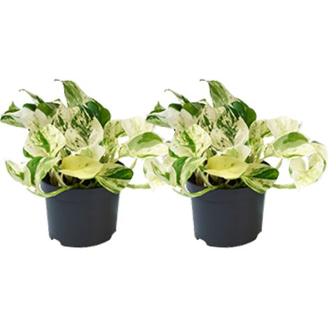 Lot de 2 Plantes d'Intérieur Epipremnum Happy Leaf - Scindapsus Panaché Vert et Jaune - Ø12 cm - PANGIVO