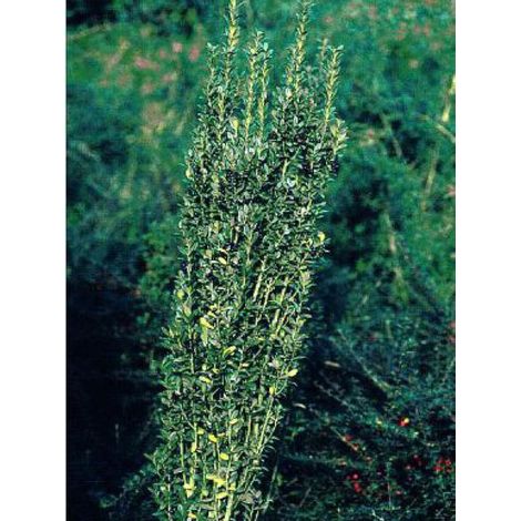 Houx crénelé 'Fastigiata' Pot de 3L/4L (1/2)