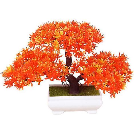 1 plante en pot (1/3)