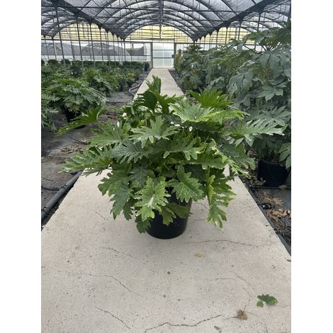 PHILODENDRON SELLOUM SHANGRI-LA POT 60 CLASSIC