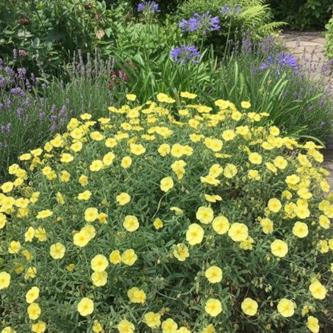 Hélianthème Wisley Primrose/Godet - 5/20 cm
