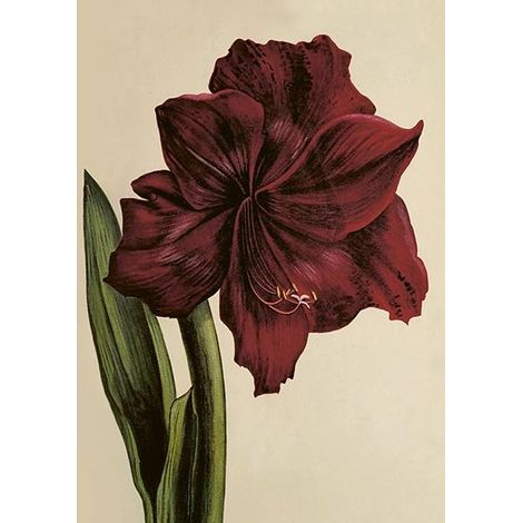ST515 B6 Karte + Amaryllis Umschlag