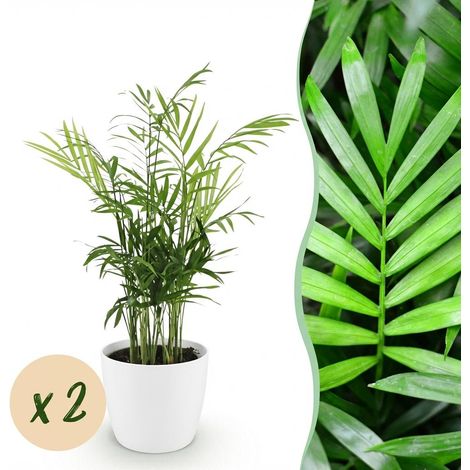 Lot de 2 Palmiers Chamaedorea elegans Plantes d'Intérieur avec Pots Blancs 12 cm Hauteur 15 cm - PANGIVO (1/5)