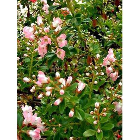 Escallonia  'Apple Blossom' Pot de 2L/3L (1/2)