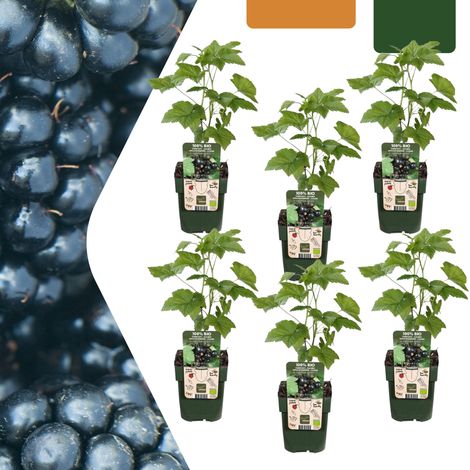 Lot de 6 Plantes de Mûriers BIO Rubus fruticosus en Pot Ø 13 cm Hauteur 20-25 cm pour Jardin - PANGIVO (1/5)