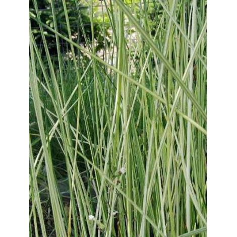 Scirpe des grands lacs 'Albescens' Godet de 8/9 cm