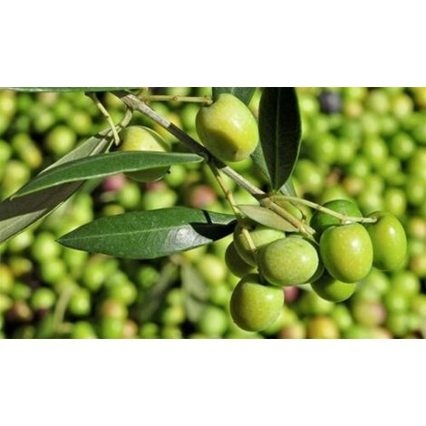 Ulivo Olivo varietà cipressino "Olea europea" pianta vaso 4 lt h 120/140 cm (1/5)