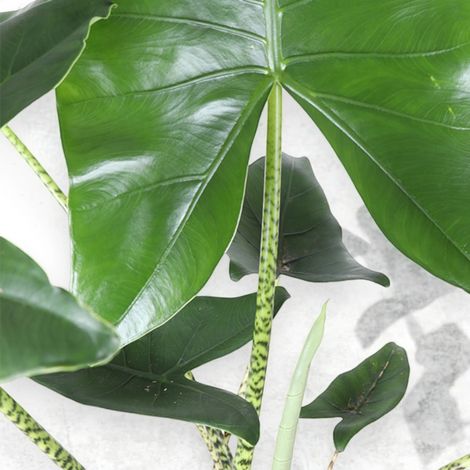 Gardenaria Alocasia zebrina - Pianta da interno ornamentale - Altezza: 60 cm (vaso 17) (1/5)