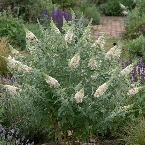 Arbre aux papillons Buzz™ Ivory 'TOBUDIVORY'/Pot de 3L - 20/40 cm (1/3)