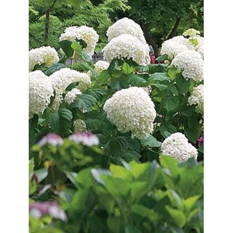 Hortensia de Virginie 'Incrediball'® Pot de 2L/3L, 3 /5 branches (1/3)