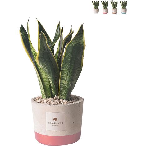 Bomboniera Paola Rolando sansevieria in vaso cementino decorato Industrial - Rosa (1/3)