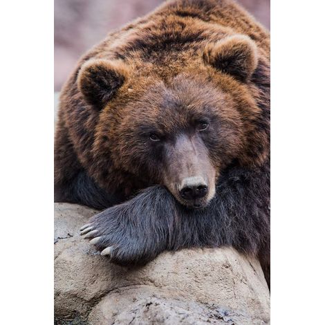 Tableau sur toile portrait d'ours 30x45 cm - Impression sur Toile Murale Décorative - Image imprimée en HD sur Toile - Toile sur Châssis en Bois FSC - Fabriqué en France (1/5)