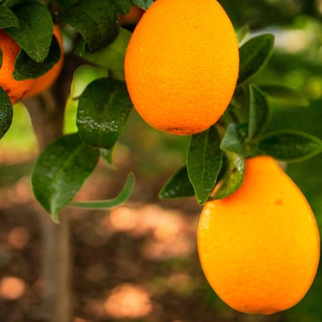 Gardenaria Kucle - Citrus japonica × Fortunella - Pianta di agrume da frutto in vaso - Altezza: 70/80 cm (vaso 22) (1/5)