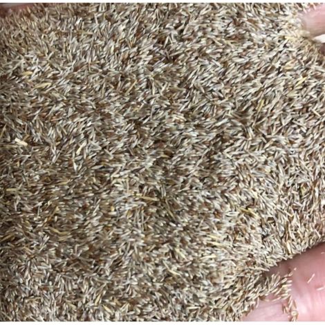 Graines de Pampas (200 pièces) – Mélange de Couleurs pour Décor Facile et Culture Rustique