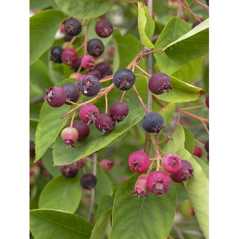 Amélanchier en épis Pot de 3L/4L (1/2)